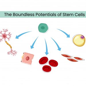 The Boundless Potentials of Stem Cells
