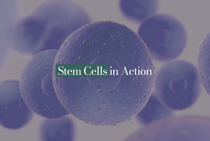 Stem Cells in Action